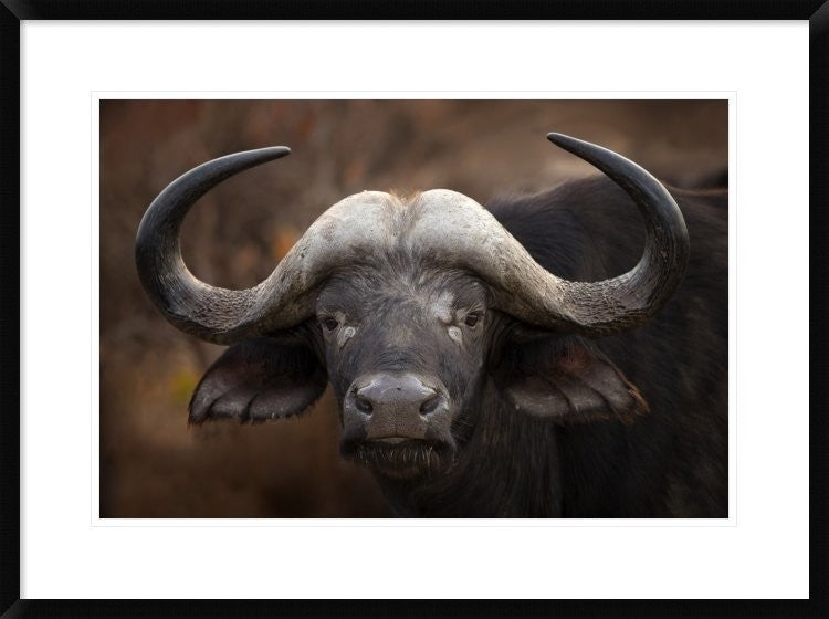 "A Buffalo Portrait" Framed Digital Print by Mario Moreno, 32x24"