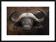"A Buffalo Portrait" Framed Digital Print by Mario Moreno, 32x24"