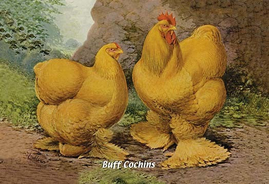 Buff Cochins- Framed Paper Poster 20" x 30"