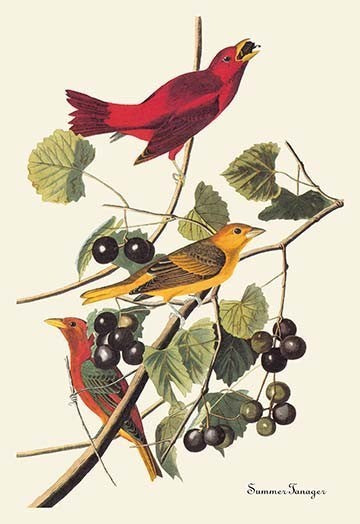 Summer Tanager - Fine Art Giclee Print 24" x 36"