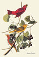 Summer Tanager - Fine Art Giclee Print 24" x 36"