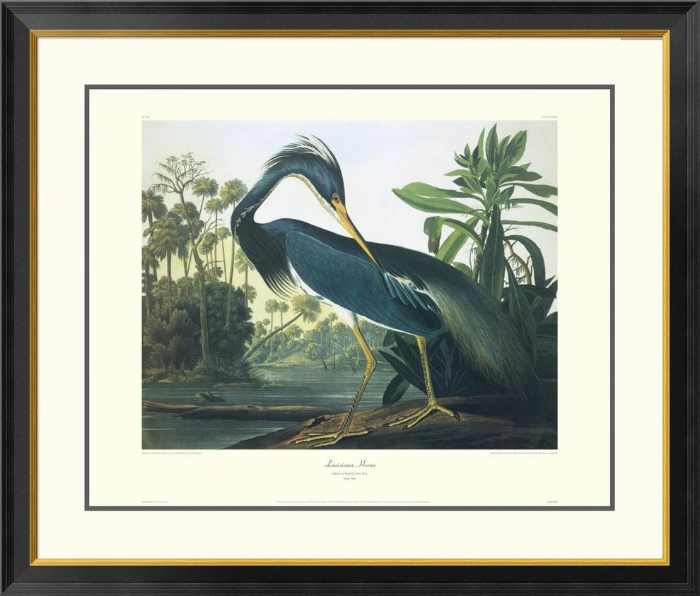 "Louisiana Heron (decorative border)"  by John James Audubon, 40x34"