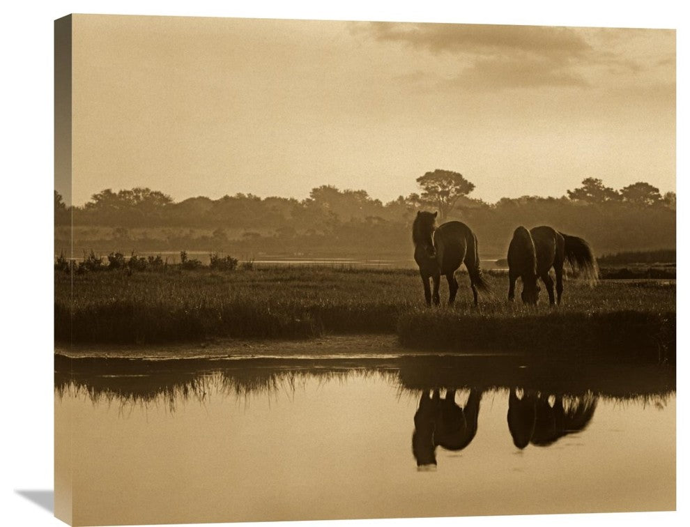 "Wild Horse Pair At Assateague Island National Seashore, Maryland" Artwork