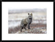 "Cross Fox" Framed Digital Print by Alessandro Catta, 26"x20"