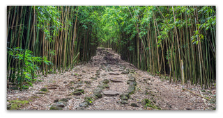 Pierre Leclerc 'Maui Bamboo Forest' Canvas Art, 47x24
