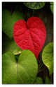 'Heart to Take' Canvas Art by Philippe Sainte-Laudy