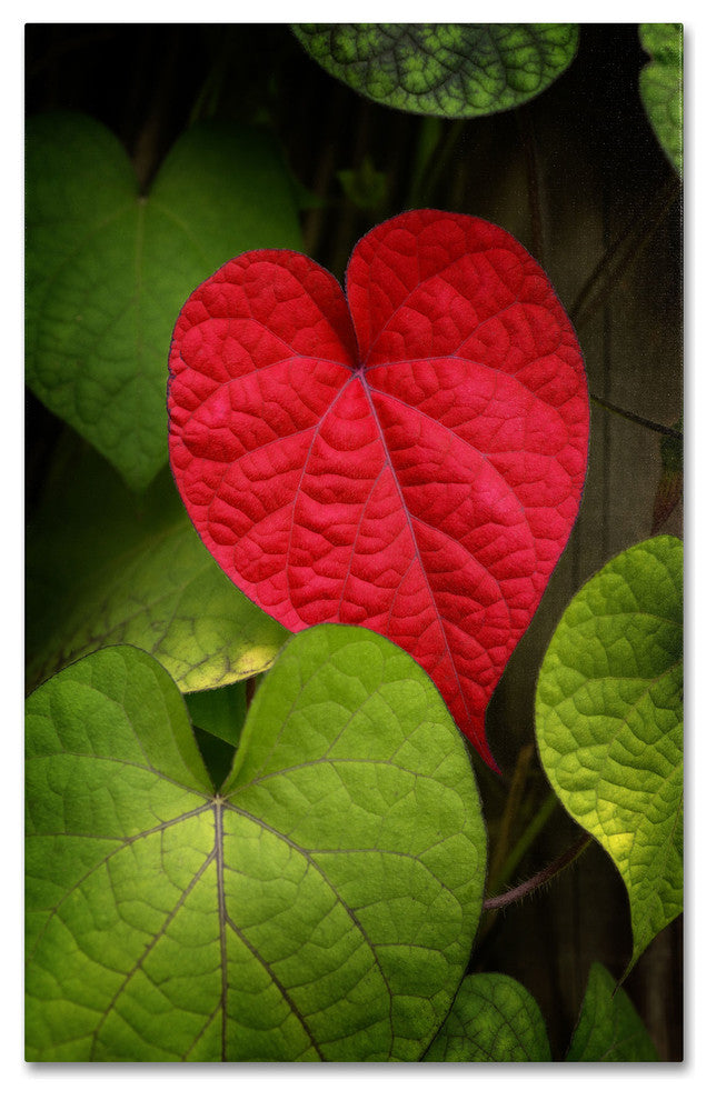 'Heart to Take' Canvas Art by Philippe Sainte-Laudy