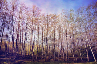 "Forest of Trees" Print on Canvas by Sylvia Cook