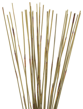 All Natural Elephant Reed, Dried , Natural, 40-42?