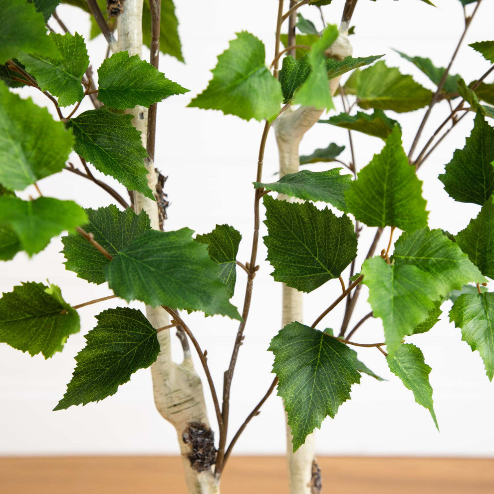 Close-up of leaves on white background
