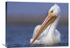 "American White Pelican North America" Artwork, 32" x 24"