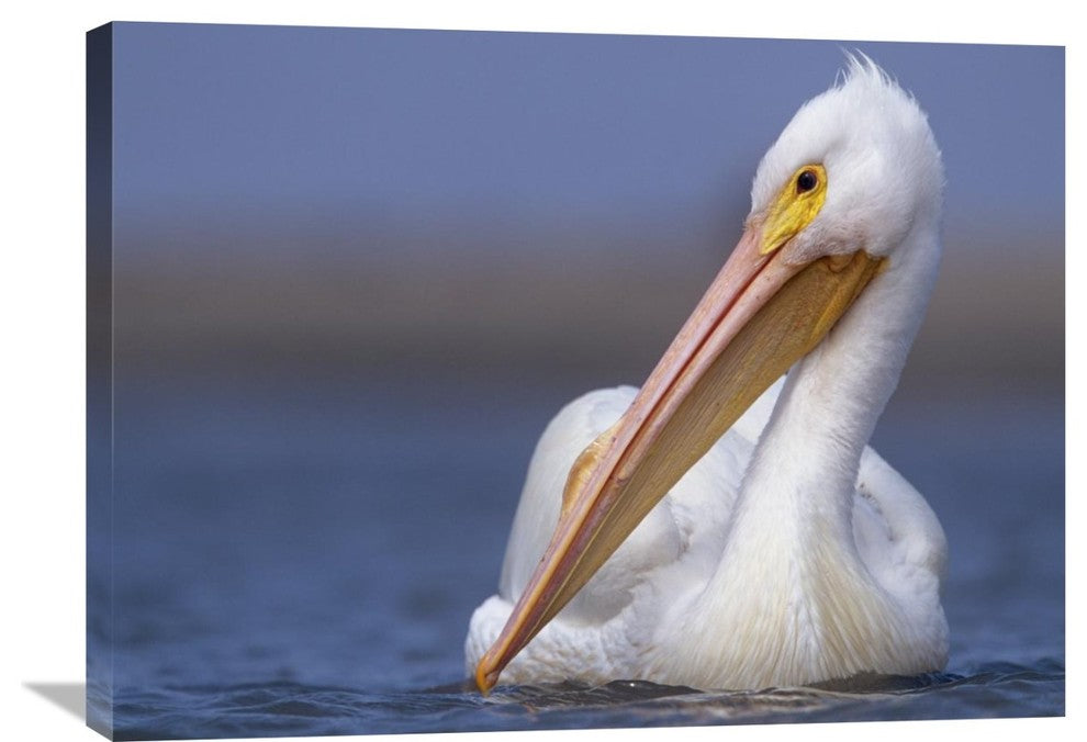 "American White Pelican North America" Artwork, 32" x 24"