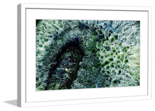 "Mystical Forest" Framed Painting Print