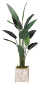 Traveller Palm Tree, Square Wooden Planter