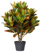 Serene Spaces Living Croton Tree, Real Looking Tree, 31"