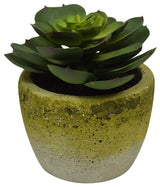 Succulent Plant Planter