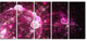 Pink on Black World Bubbles, Floral Canvas Art Print, 60"x28", 5 Panels