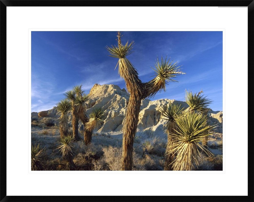 Joshua Trees In Red Rock Canyon State Park, California, 30"x24"