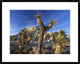 Joshua Trees In Red Rock Canyon State Park, California, 30"x24"