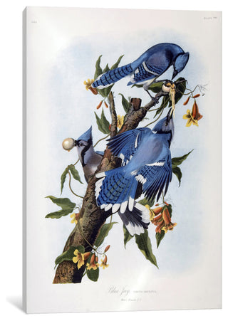 "Blue Jay" by John James Audubon, Canvas Print, 26"x18"