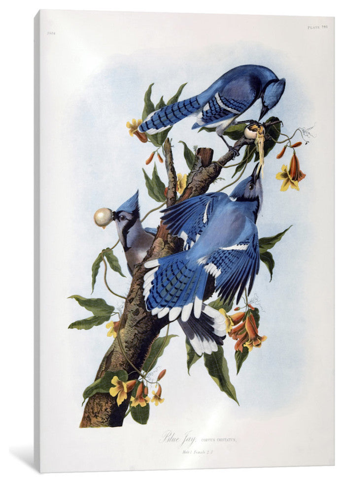"Blue Jay" by John James Audubon, Canvas Print, 26"x18"