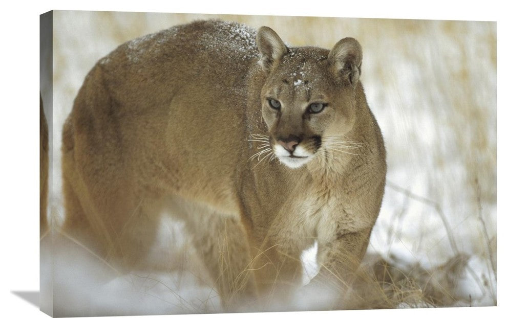 "Mountain Lion Portrait In Winter, Montana" Artwork, 30" x 20"