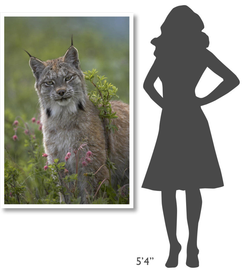 "Canada Lynx portrait, North America" Paper Print by Tim Fitzharris, 34"x50"