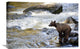 "Grizzly Bear Fishing Along Anan Creek, Tongass National Forest, Alaska" Artwork