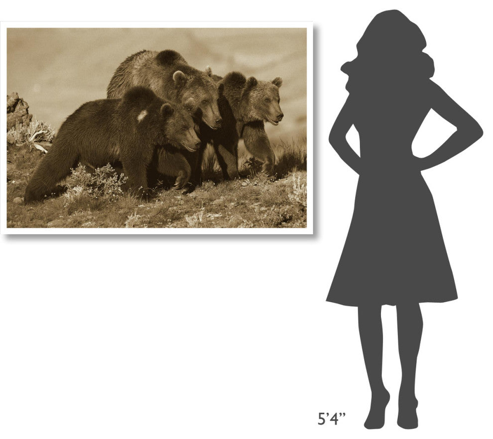 "Grizzly Bear mother with 1 year old cubs, North America" Paper Art, 50"x34"