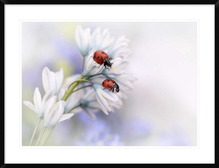 "Ladybirds" Framed Digital Print by Ellen Van Deelen, 38"x29"