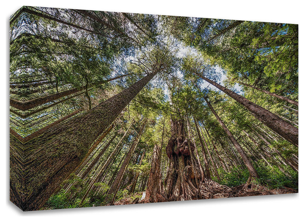 Avatar Grove Canopy by Tim Oldford, Print on Canvas, 24"x16"