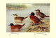 Maccoa and Blue-Billed Ducks- Gallery Wrapped Canvas Art 28" x 42"