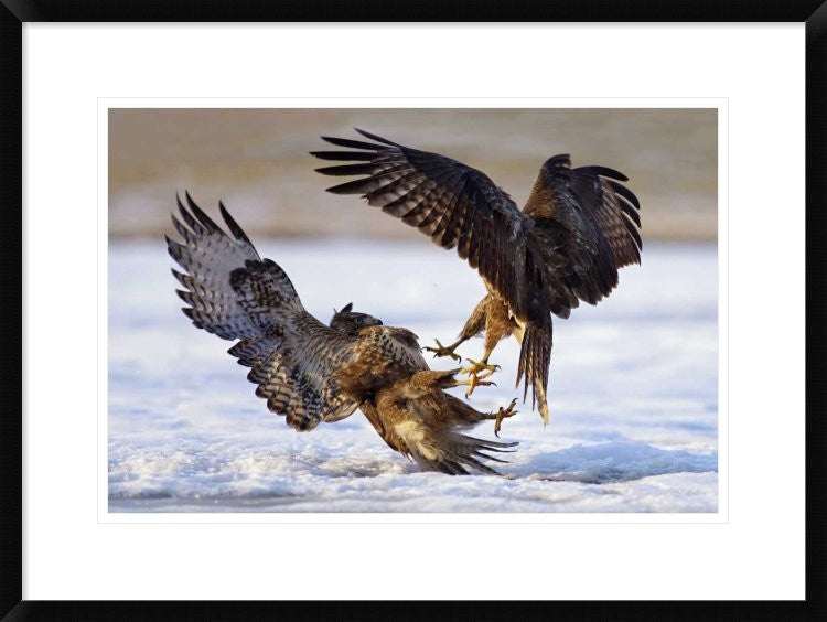 "Duel" Framed Digital Print by Ivan Kluciar, 30x22"