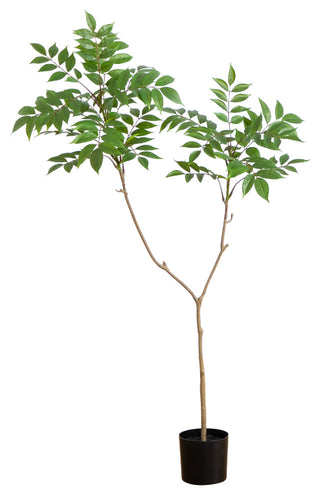 Alternate white full: full plant on white background, cropped framing.