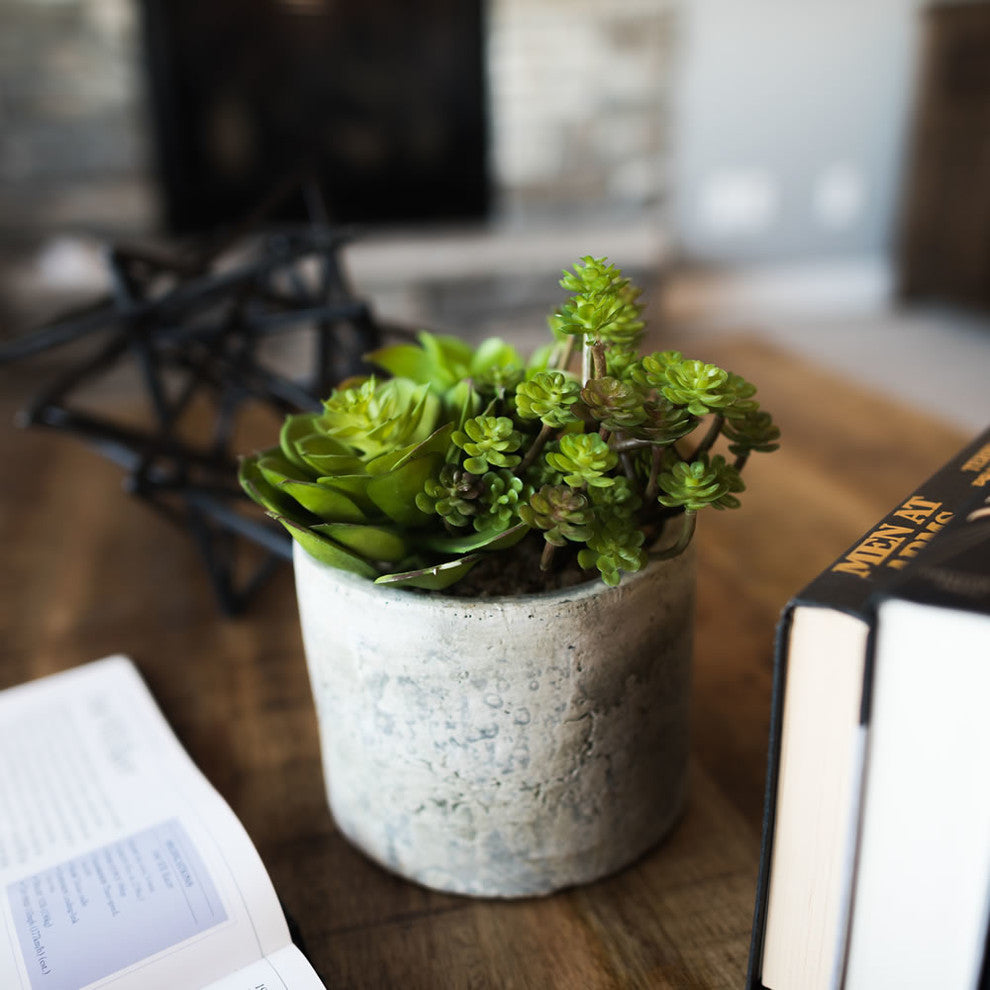 8" Succulent Arrangement