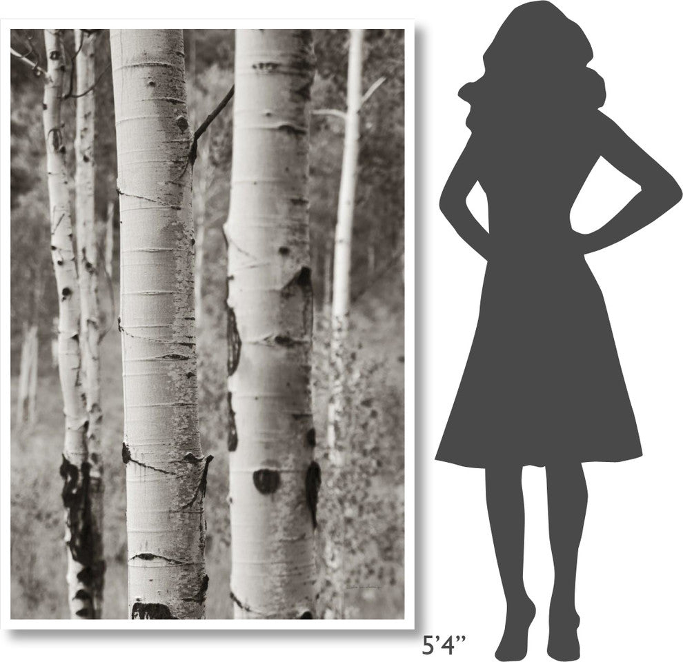 "Aspens II" Digital Paper Print by Debra Van Swearingen, 42"x62"