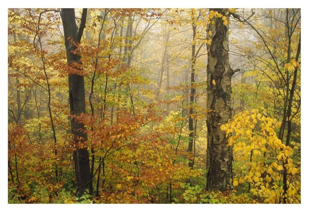 "Mixed deciduous forest in autumn, Mill Brook, Vermont" Paper Art, 32"x22"