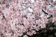 "Sakura" Canvas, 20"x30"