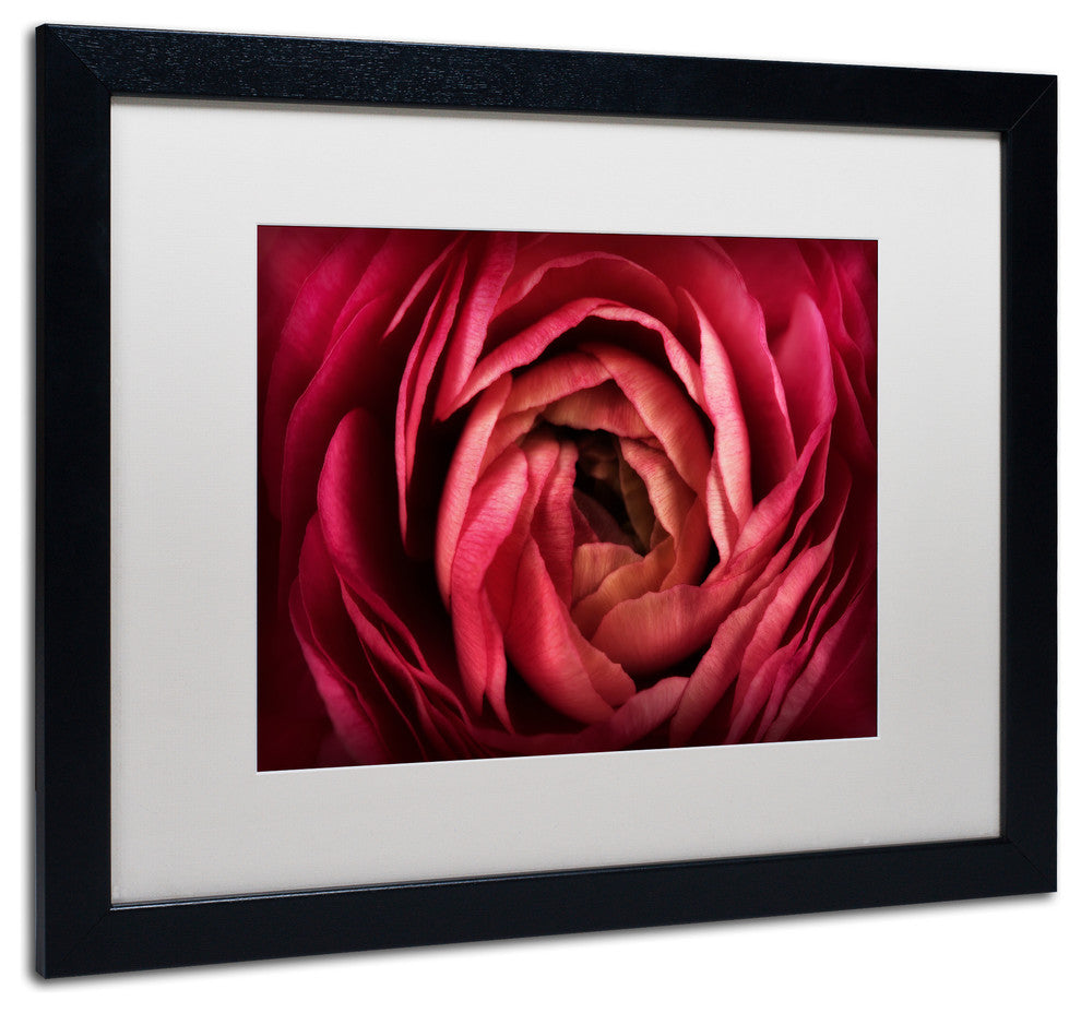 Cora Niele ''Glowing Ruby Red Ranunculus'' Matted Framed Art