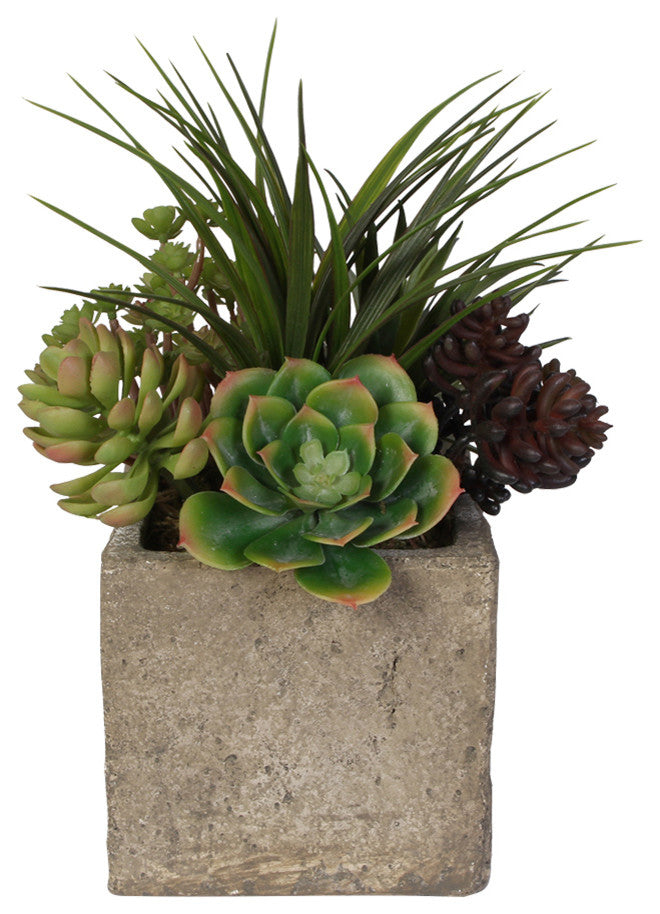 Attractive Succulent Arrangement in a Concrete Cube