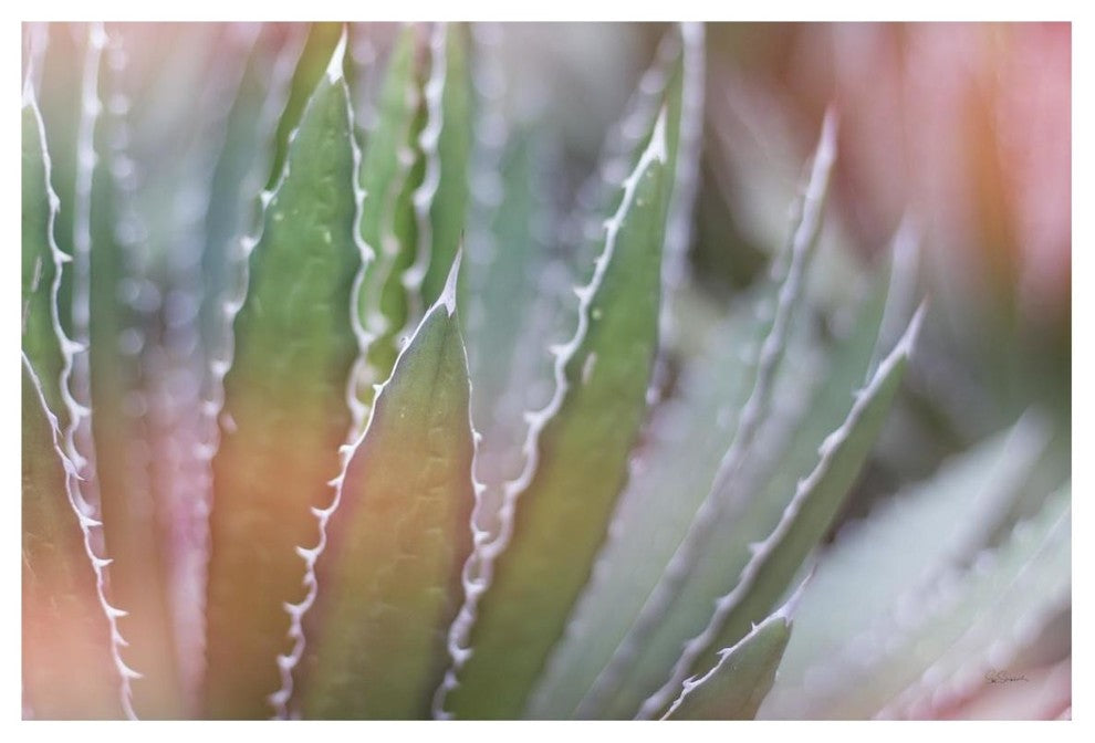 "Dream Desert III" Digital Paper Print by Sue Schlabach, 20"x14"