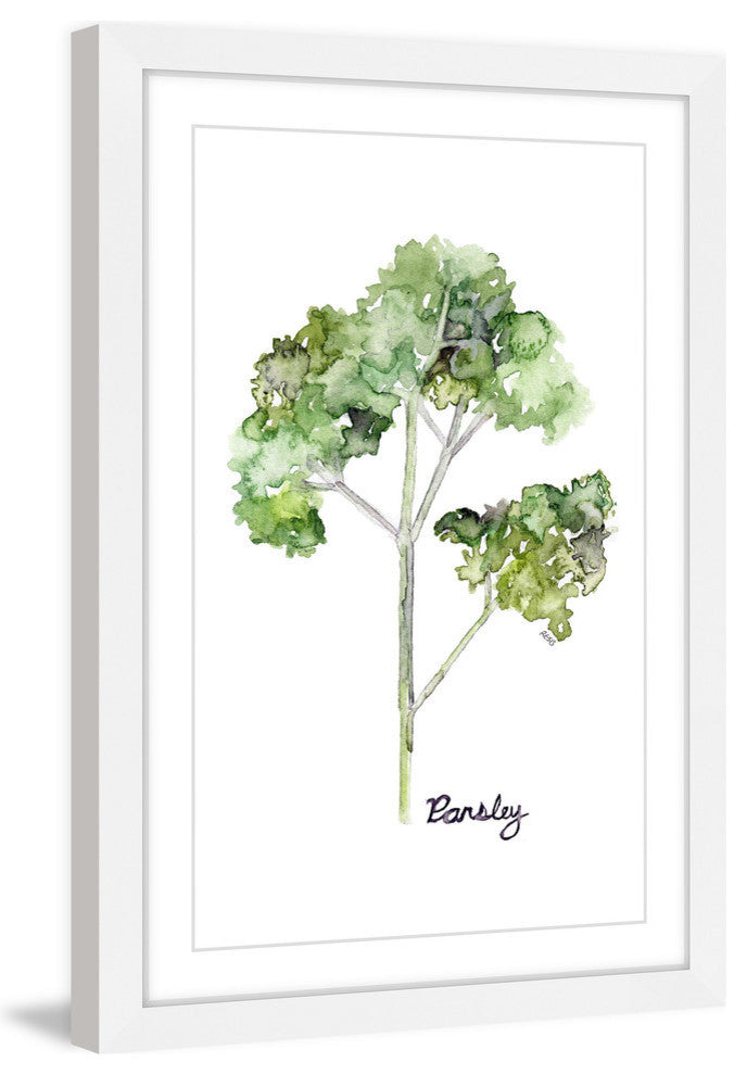 "Herb Parsley" Framed Print by Rachel Byler