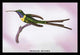 Hummingbird: Trochilus Enicurus- Gallery Wrapped Canvas Art 28" x 42"