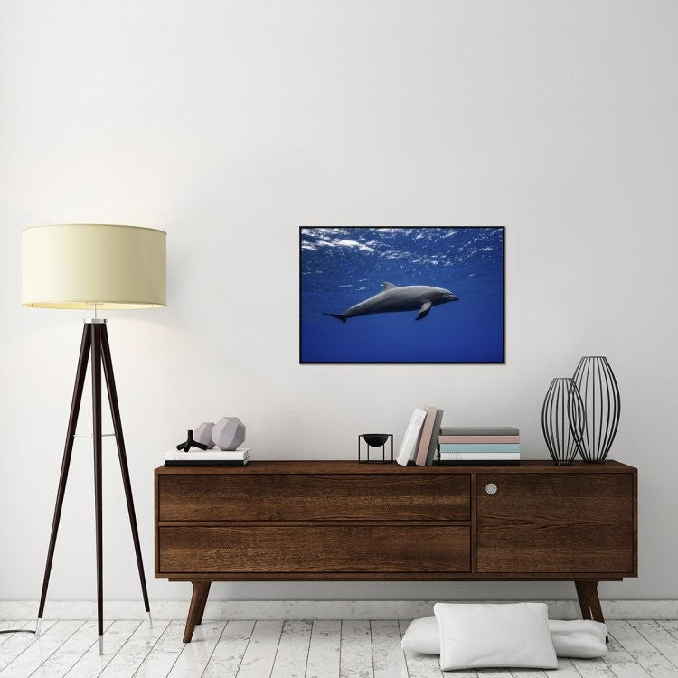 "Dolphin" Framed Canvas Giclee by Barathieu Gabriel, 37x25"
