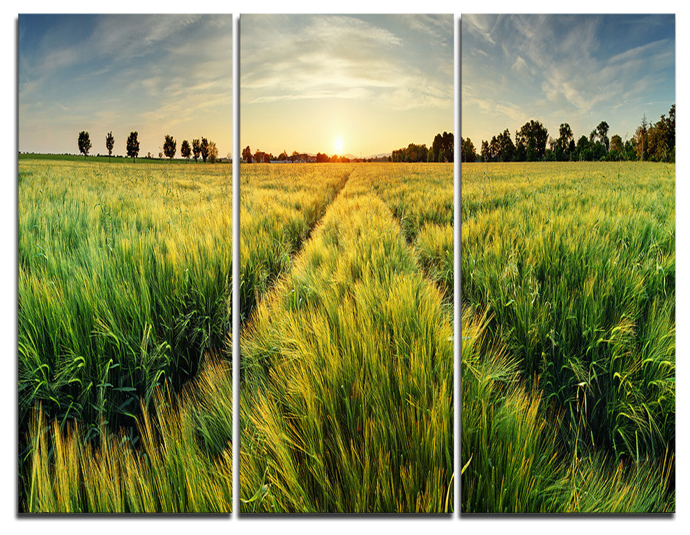 "Green Wheat Field at Sunset" Photo Canvas Print, 3 Panels, 36"x28"