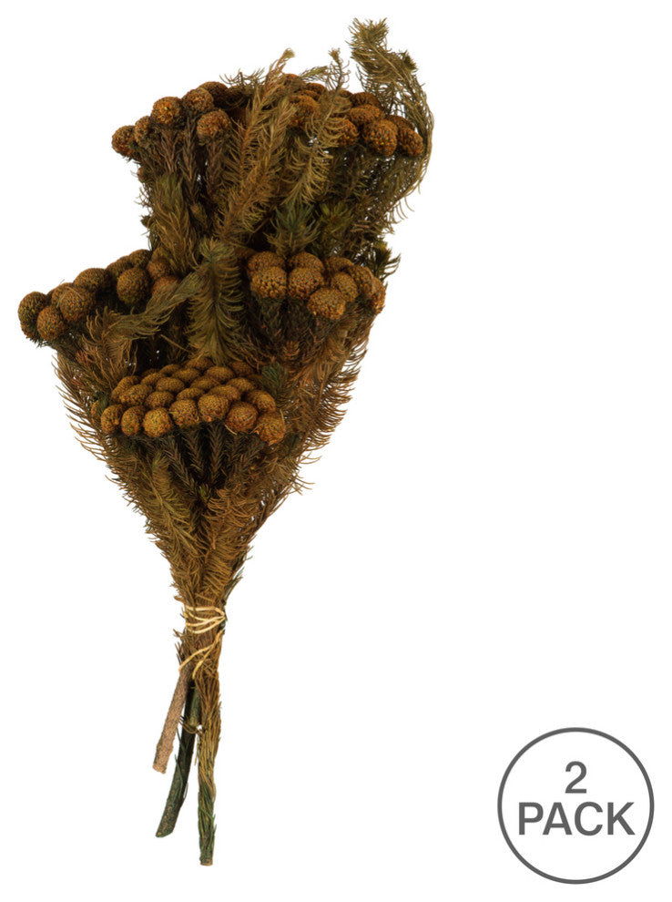 Brunia Stem Bundles, Preserved , Autumn, 12-16"