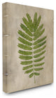 Plant Drawing Parchment Green Design, 30"x40", Canvas Art