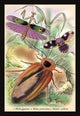 Insects: Blatta Gigantea, B. Petiveriana and Harpax Ocellaria