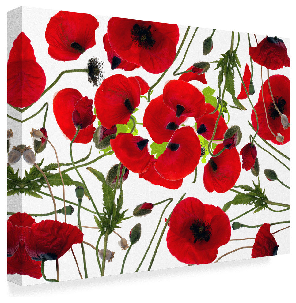 "Poppy Flower" by Ata Alishahi, Canvas Art, 24"x18"