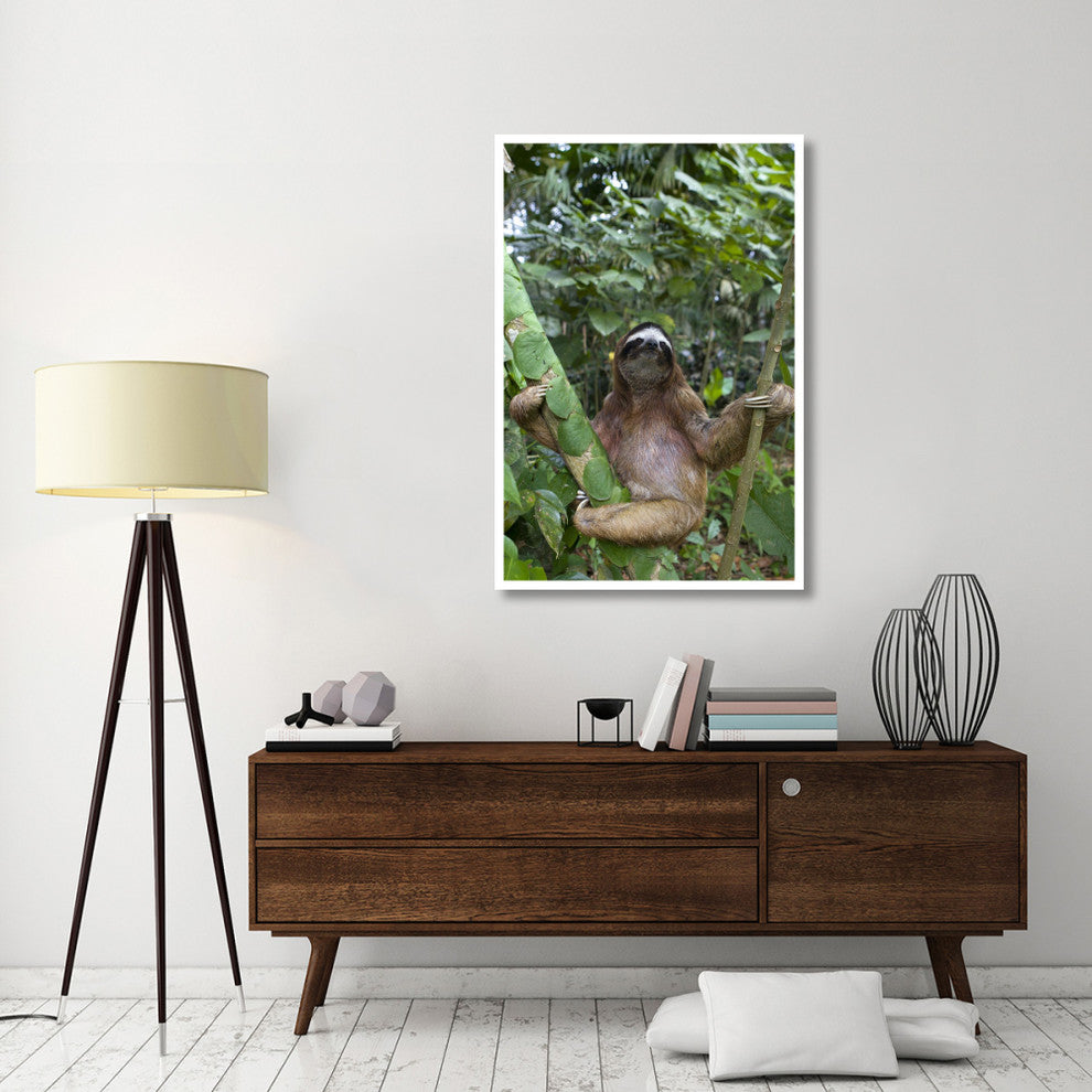 "Brown-throated 3-toed Sloth male, Aviarios Sloth Sanctuary" Paper Art, 34"x50"